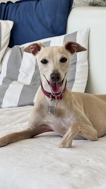 Light-coloured dog with a dark pink collar on a white sofa, looking at the camera.