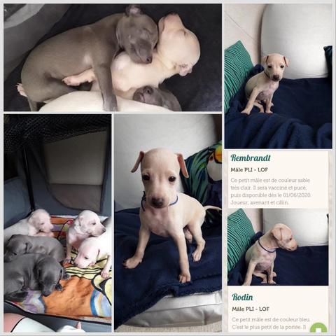 Compilation of photos of a very young, light-coloured dog.