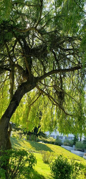 A willow stretching out over a grassy lawn towards the banks of a river with sunshine in the background.