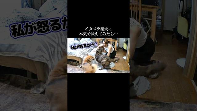 イタズラ柴犬に本気で叱ってみたら甲斐犬先輩が全力で守りに来た　#甲斐犬 #柴犬 #youtubeshorts