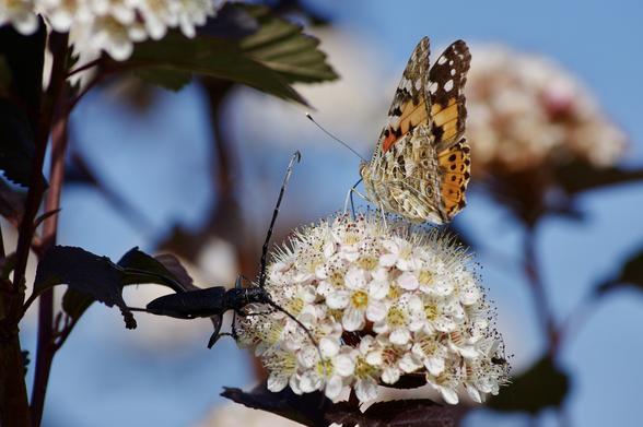 A butterfly perched on a cluster of pink and white flowers, alongside a black insect. The background features blue sky and foliage, creating a vibrant natural scene.