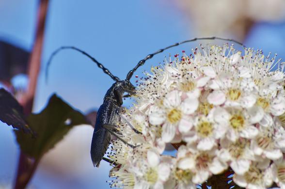 A close-up image of a dark-colored beetle perched on a cluster of white flowers. The background features a blue sky, enhancing the vibrant colors of the scene.
