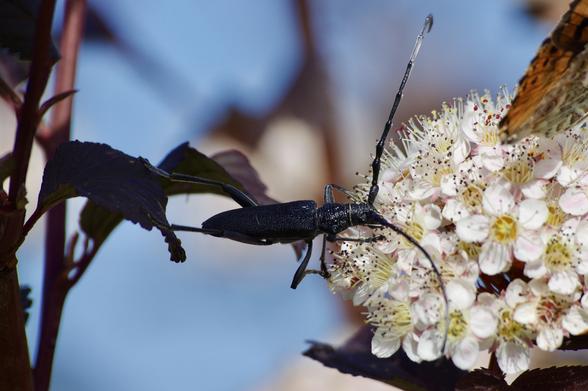 A close-up image of a black beetle on a cluster of light pink and white flowers, surrounded by green leaves. The background is blurred with hints of blue.