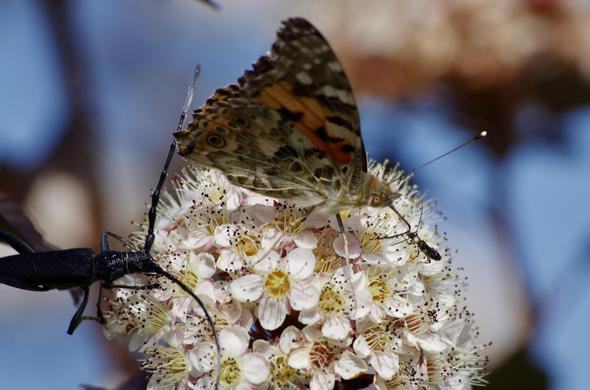 A butterfly and a black beetle are perched on a cluster of small pink and white flowers. The background features a blue sky, enhancing the vibrant colors of the insects and blossoms.