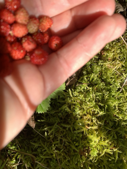 Handful of strawberries & moss in the background