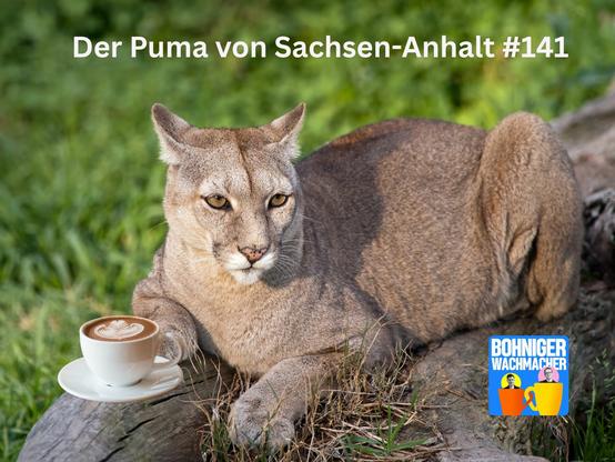 Ein Puma auf einem Baumstamm mit schöner Tasse Milchkaffee

Folgentitel: Der Puma von Sachsen-Anhalt, Folge 141