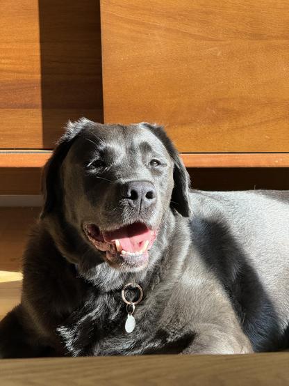 A charcoal Labrador in a sunbeam. He is lying in front of a wooden piece of furniture. 

He is mid pant. He is a very good boy.