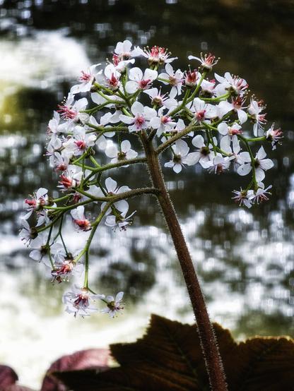 A close-up, eye-level shot of a cluster of small, delicate white flowers with pinkish-red centres, growing on a slender, textured brown stem. The flowers are in sharp focus against a soft, blurred background of flowing water, creating a serene and natural scene. A dark, textured leaf is visible in the bottom foreground.