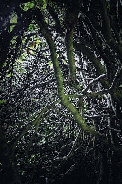 A dense, captivating close-up shot of numerous gnarled, intertwining tree branches forming a natural archway or tunnel. The branches are covered in various shades of green moss and lichen, creating a textured, almost sculptural appearance. A few small green leaves are visible amongst the branches, and a hint of brighter light can be seen through gaps in the canopy, suggesting an opening. The overall mood is mysterious and enchanting, drawing the viewer into the depths of the natural formation.