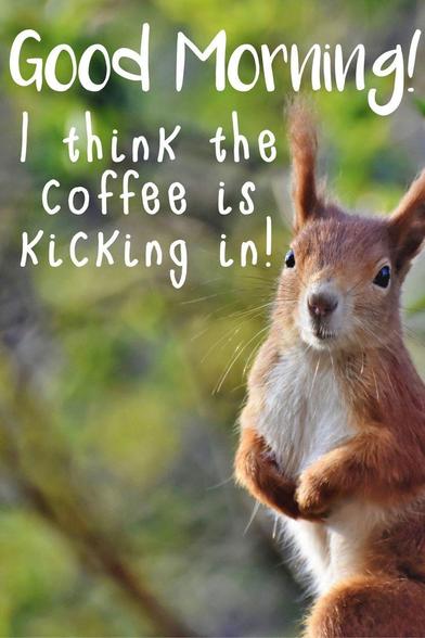 Picture a red squirrel standing looking at us from the right hand side of the frame with greenery in the background. The caption reads “ Good Morning! I think the coffee is kicking in!”
CREDIT: DDG find.