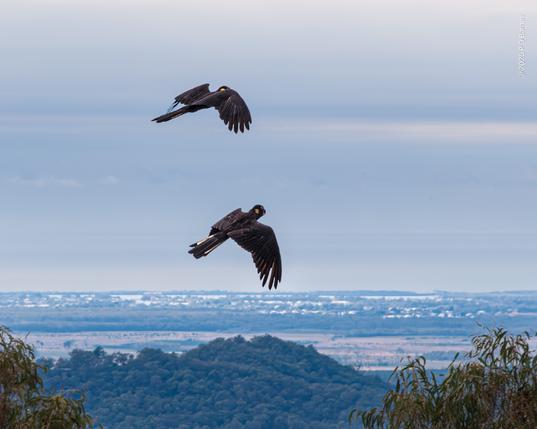 A pair of yellow-tailed black cockatoos playing over the Blackall Range escarpment at Bald Knob. Both birds are on a downbeat, both climbing, one above the other, flying left to right. In the lower corners of the picture the canopies of two trees can be seen slightly below them, and in the background the plains stretching out far below to the sea. This pair performed aerobatics for a couple of minutes. Judging by beak and eye colour, the male is underneath here.