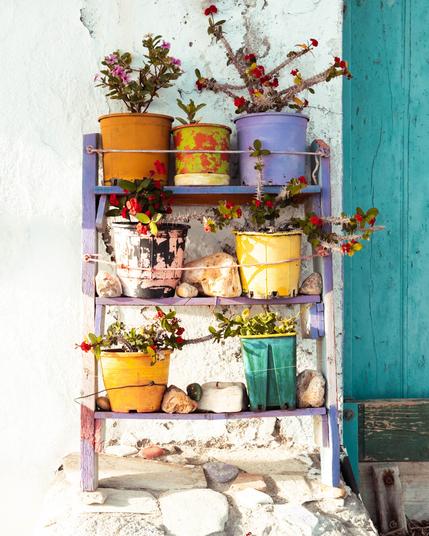 A small wooden shelf painted purple holds colorful flower pots with blooming plants and succulents. The shelf is positioned against a textured white wall next to a turquoise door, with rocks placed on the shelves for decoration.