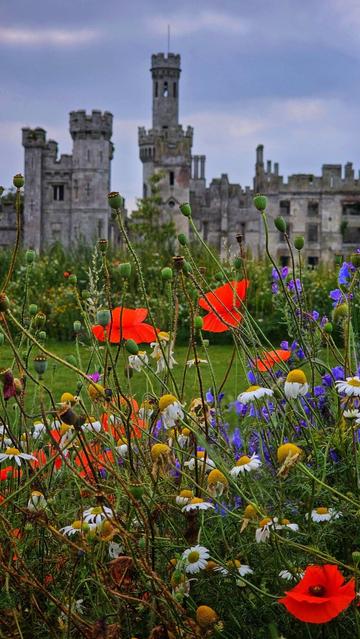 A close-up view of a vibrant wild garden featuring red poppies, white daisies, and purple wildflowers in the foreground, with the atmospheric ruins of Duckett's Grove castle visible in the soft background under a cloudy sky. The scene captures the picturesque blend of nature and history at this Irish estate.