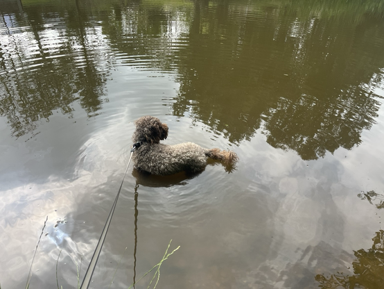 Brown doodle dog up to her tummy in water. Water is brown (clean!) with reflections over trees at top. Circle of ripples round dog.