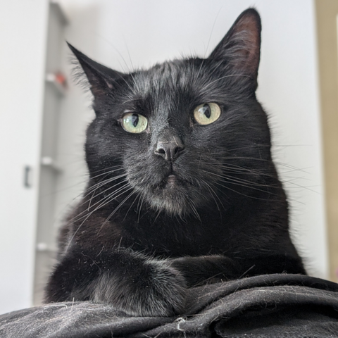 A picture of a black cat who is lying on a blanket. The picture is taken from a low angle. One front paw is sticking forward, and one of his ears is slightly titled. He is looking both curious and suspicious towards the person holding the camera.