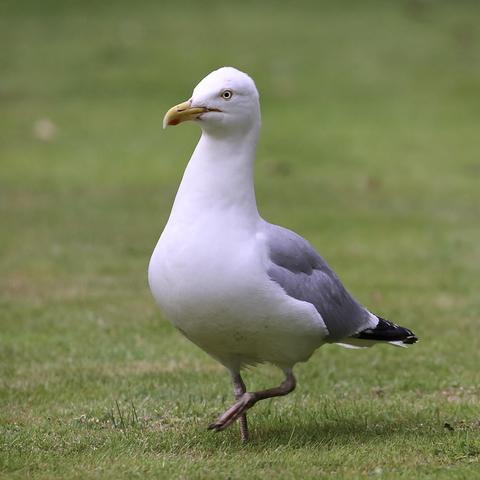 Photo of a Herring Gull. A daily visitor. Almost every evening looking for something left by the Fox, the Squirrels, the Crows, the Magpies, the Blackbirds etc.
The poor Herring Gull is usually disappointed.  ☹️