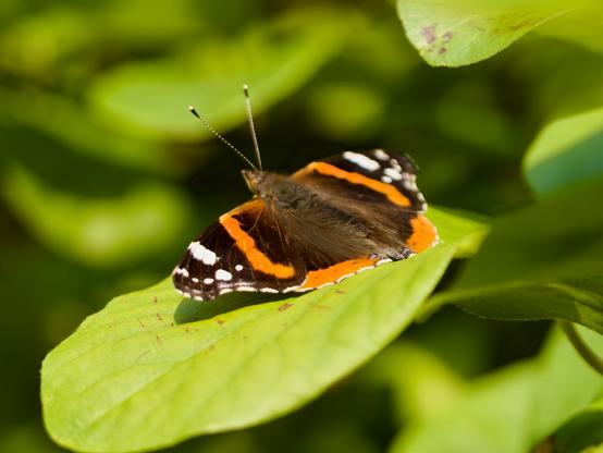 Vanessa atalanta, the red admiral or, previously, the red admirable, is a well-characterized, medium-sized butterfly with black wings, red bands, and white spots. It has a wingspan of about 2 inches. It was first described by Carl Linnaeus in his 1758 10th edition of Systema Naturae. The red admiral is widely distributed across temperate regions of North Africa, the Americas, Europe, Asia, and the Caribbean.