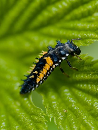 Harmonia is a genus of lady beetles belonging to the subfamily Coccinellinae.