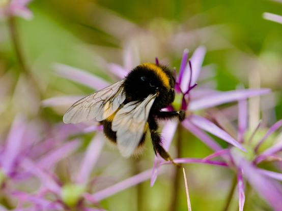 Bombus terrestris, the buff-tailed bumblebee or large earth bumblebee, is one of the most numerous bumblebee species in Europe. It is one of the main species used in greenhouse pollination, and so can be found in many countries and areas where it is not native, such as Tasmania. Moreover, it is a eusocial insect with an overlap of generations, a division of labour, and cooperative brood care. The queen is monogamous which means she mates with only one male.
