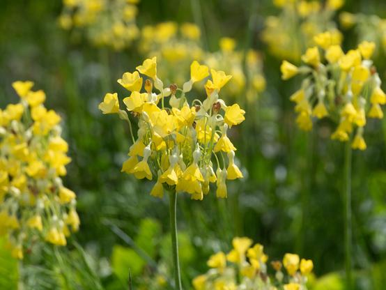 A close up of the Giant Primrose, a mass of large bright yellow flowerheads with scores of individual flowers in each flowerhead.