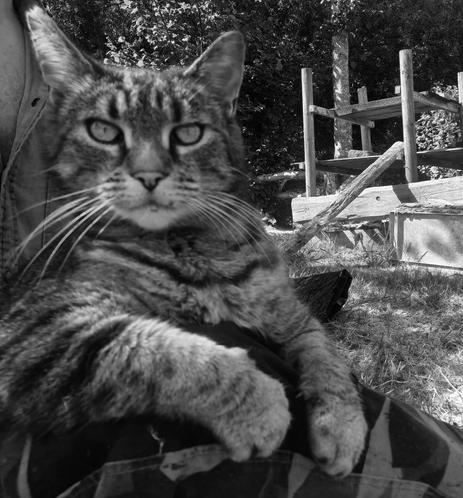Tabby cat occupying can opener