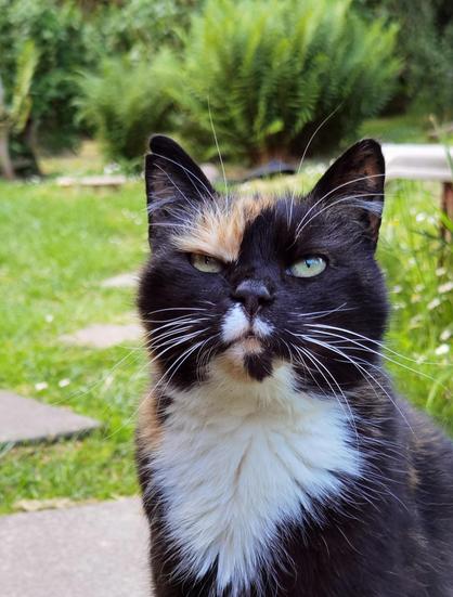 Calico queen Miss Shaggy