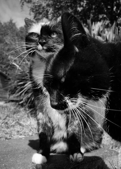 Black and white photo of calico lady Miss Shaggy and her best friend Mr Flakey
