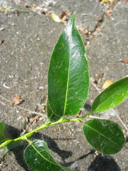 blad-leaf-blatt-feuille-hoja