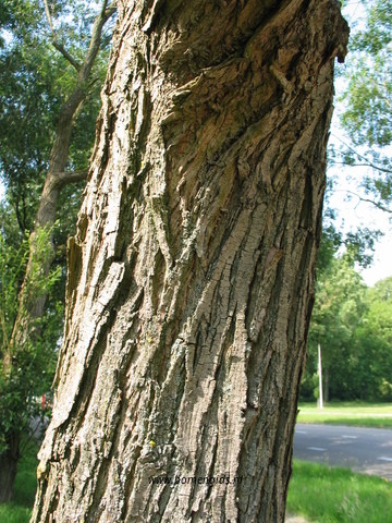 bast-bark-rinde-ecorse-corteza