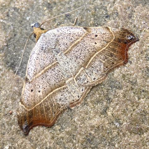 A flat 1.5cm moth on a concrete slab. It is a rounded arch shape with a small orange head with pin eyes poking out the apex. It is largely light grey/brown with inky black peppering  It has two distinct orange edged cream-filled lines that run horizontally across the wings and kink upwards at either end.  The bottom wing corners have a patch of reddish-brown. The bottom wing edge is lightly scalloped although the tips are pointed and slightly hooked inwards.
