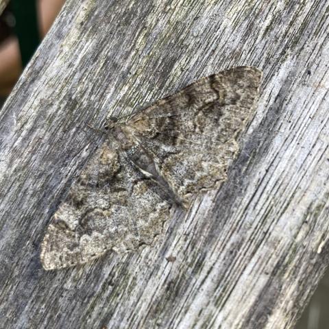 A 2.5cm flat moth on a wooden table. It is narrow oval horizontally. It has a very mottled kaleidoscopic brown appearance with a camouflaged wavy dark brown and creamy-orange line running horizontally across the centre.  It sits on a wooden table and looks quite camouflaged.