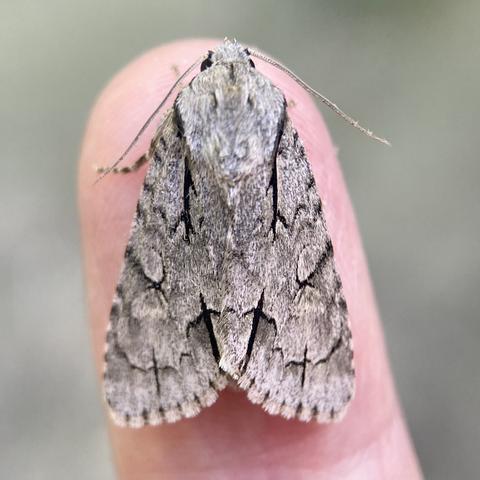 A 1.5cm long chunk moth on a finger.  It is steely grey with a grey hexagonal furry top of its head. The wings are characterised by a series of distinct black T or dagger shapes.