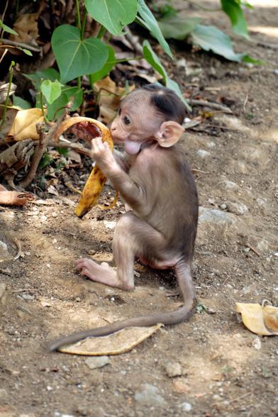Baby Monkey was taken in India. A photograph of a wild animal.

The little baby mankey is eating a banana.