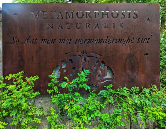 A close-up of a weathered, rectangular metal sign displaying text and cut-out shapes, partially obscured by green foliage with small red berries. The top of the sign reads "METAMORPHOSIS NATURALIS" with smaller flying insect cut-outs. Below that, in a cursive font, it says "So dat men met verwonderinghe siet". The lower half of the sign features larger cut-outs of what appears to be a butterfly and other natural forms. The metal has a rusted, earthy tone, and a rough concrete wall is visible behind the plants at the bottom.