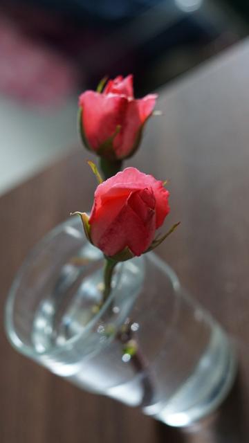 Zweig mit zwei Rosenblüten im Wasserglas