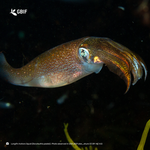 photograph of an orange mottled squid