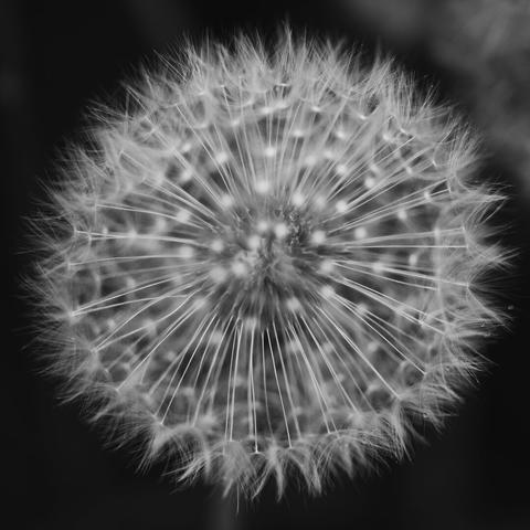A square monochrome photo of a dandelion seedball, focused so that the seeds on the rim are in focus.
The seeds towards the middle of the photo, being further in front or in back appear as increasingly fuzzy white dots.

The background is predominantly dark, with the top right corner being a lighter shade. In the bottom middle the stem of the flower can be slightly seen behind the flower, out of focus.