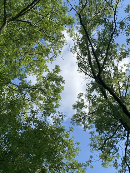 Treetops with lots of green, and a blue sky with white fluffy clouds