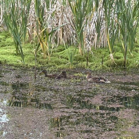 A dark green-brown weedy pond backed by brighter green reeds. Two brown juvenile mallards swim along followed by their mother; all three are hard-ish to distinguish as they are well camouflaged for this environment.