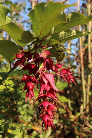 a cascade of red flowers hanging below green leaves like a bunch of grapes