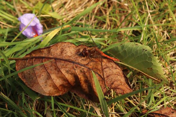 a small red dragonfly basking in the sun on a dead leaf