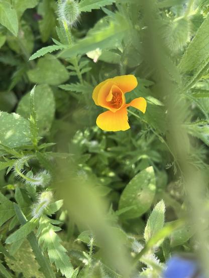 Gelbe Mohnblüte als Knospe kurz vor der Öffnung umgeben von Mohnblättern und anderem Grün