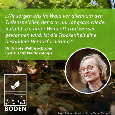 Zitat von Dr. Nicole Wellbrock vom Institut für Waldökologie über die Bedeutung des Tiefenspeichers im Wald für Trinkwasser und die Herausforderung der Trockenheit, mit Porträt der Frau mit Brille und kurzem Haar.
Text: „Wir sorgen uns im Wald vor allem um den Tiefenspeicher, der sich nur langsam wieder auffüllt. Da unter Wald oft Trinkwasser gewonnen wird, ist die Trockenheit eine besondere Herausforderung.“
Dr. Nicole Wellbrock vom Institut für Waldökologie