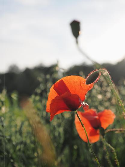 Two vibrant red poppies with delicate petals are prominently featured in the foreground, set against a blurred background of greenery and a soft sky. Sunlight illuminates the translucent petals, highlighting their texture and the fine hairs along the stems.