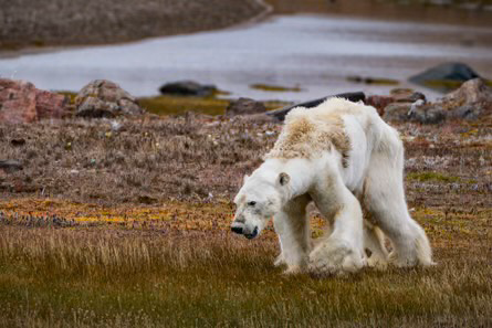 From The Guardian. Emaciated polar bear limps along a disturbingly brown and dry tundra.
