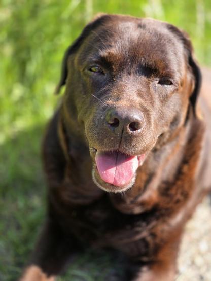 A portrait shot of a chocolate brown Labrador with greying snout. She's lying in a grassy area, with some sun reflecting on her shiny coat. The green grasses are blurry, keeping the focus on the dog's head. She has her mouth slightly open, showing off some blep. The sun is coming from the side, casting a shade to the left side of the snap. The dog is relaxing, looking gentle and sweet. Which she is, of course...