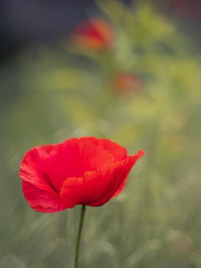 Leuchtend roter Klatschmohn auf sanft grünem Wiesenbokeh. Hochformat. Im Hintergrund rotgetupfte Mohnflecken.