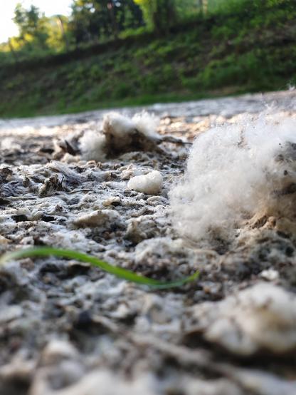 Pollens cotonneux qui jonchent un chemin de terre craquelée