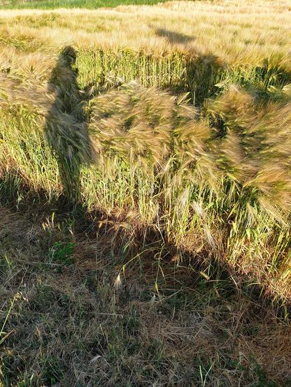 Ombre de femme sur champ de blé