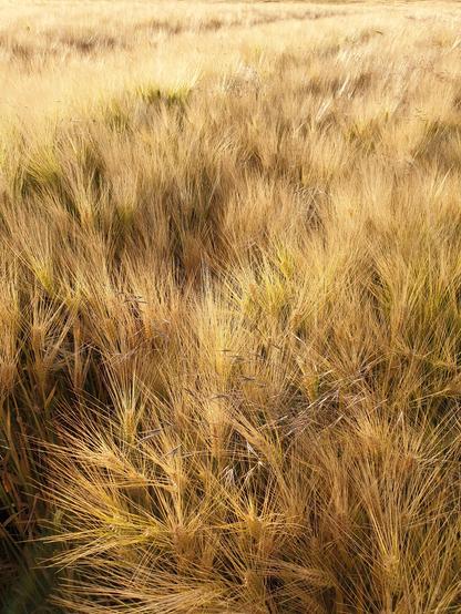 Champ de blé mûr